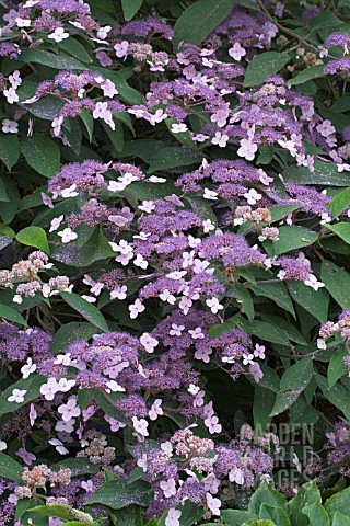 HYDRANGEA_ASPERA_VILLOSA_GROUP