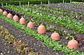 LETTUCE & ENDIVE TRIALS AT WEST DEAN GARDENS