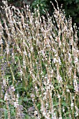 PERSICARIA AMPLEXICAULIS ALBA