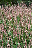 PERSICARIA AMPLEXICAULIS