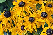 RUDBECKIA CAPPUCCINO