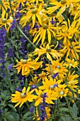 RUDBECKIA GREEN EYES WITH SALVIA VICTORIA