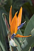 STRELITZIA REGINAE