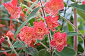 KOHLERIA CYBELLE