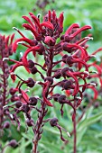 LOBELIA TUPA, TENDER PERENNIAL, AUGUST