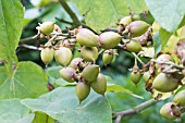 PAULOWNIA TOMENTOSA