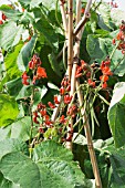 PHASEOLUS VULGARIS, SCARLET RUNNER BEAN WISLEY MAGIC