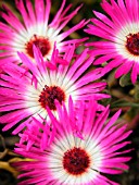 DOROTHEANTHUS BELLIDIFORMIS (LIVINGSTONE DAISY)