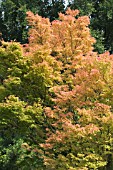 ACER PALMATUM SANGO-KAKU