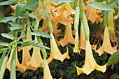 BRUGMANSIA GRAND MARNIER