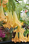 BRUGMANSIA x CANDIDA GRAND MARNIER