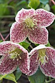 CLEMATIS CIRRHOSA VAR PURPURASCENS FRECKLES