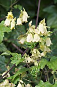 CLEMATIS REHDERIANA