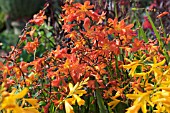 CROCOSMIA CARMIN BRILLANT & GEORGE DAVISON