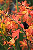 CROCOSMIA CARMIN BRILLANT