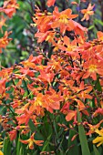 CROCOSMIA CARMIN BRILLANT