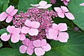 HYDRANGEA MARIESII