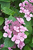 HYDRANGEA MARIESII