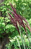 MISCANTHUS SINENSIS AUGUSTFEDER