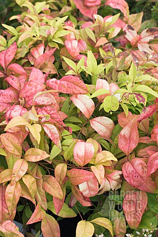 NANDINA_DOMESTICA_FIRE_POWER