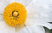 ROMNEYA COULTERI