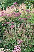 PERSICARIA MOLLIS, EUPATORIUM MACULATUM PURPUREUM, PERSICARIA AMPLEXICAULIS & ECHINACEA MAGNUS