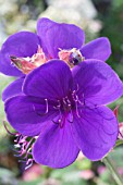 TIBOUCHINA URVILLEANA