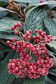 VIBURNUM RHYTIDOPHYLLUM