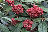 VIBURNUM RHYTIDOPHYLLUM