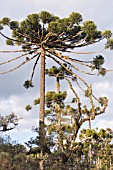 ARAUCARIA ANGUSTIFOLIA