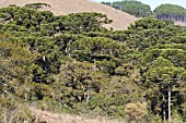 ARAUCARIA ANGUSTIFOLIA