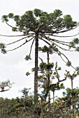 ARAUCARIA ANGUSTIFOLIA