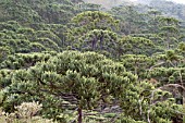 ARAUCARIA ANGUSTIFOLIA