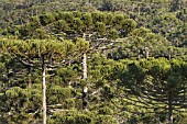 ARAUCARIA ANGUSTIFOLIA