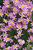 COREOPSIS ROSEA AMERICAN DREAM,