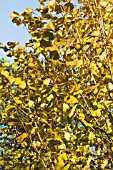 CORYLUS AVELLANA, AUTUMN FOLIAGE