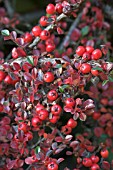 COTONEASTER HORIZONTALIS