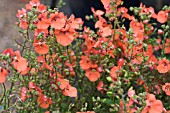 DIASCIA LITTLE TANGO