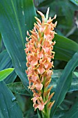 HEDYCHIUM DENSIFLORUM ASSAM ORANGE