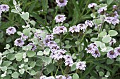 VERBENA POLARIS & HELICHRYSUM PETIOLARE SILVER,