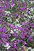 VERBENA VENUSA & HELICHRYSUM PETIOLARE SILVER,