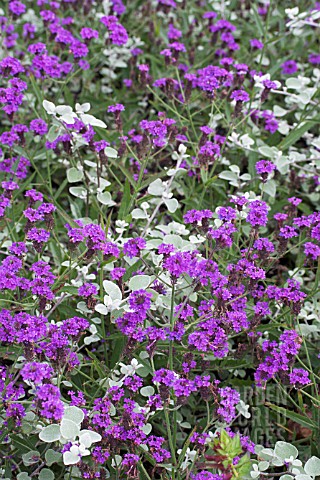 VERBENA_VENUSA__HELICHRYSUM_PETIOLARE_SILVER