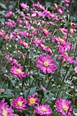 ANEMONE JAPONICA PAMINA