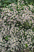 ASTER MACROPHYLLUS