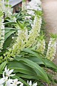 EUCOMIS AUTUMNALIS