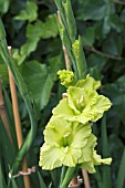 GLADIOLUS GREEN STAR