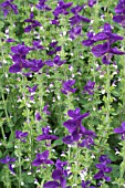 SALVIA VIRIDIS VAR COMATA, BLUE (SINGLE COLOUR)