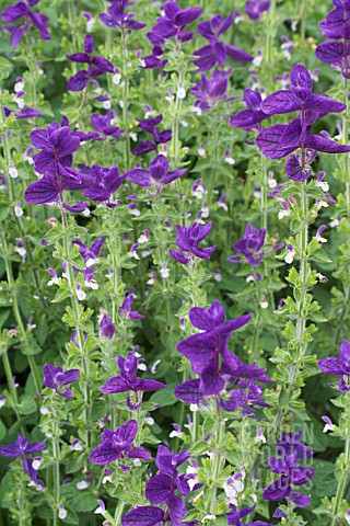 SALVIA_VIRIDIS_VAR_COMATA_BLUE_SINGLE_COLOUR