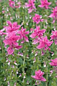 SALVIA VIRIDIS VAR COMATA, PINK(SINGLE COLOUR)