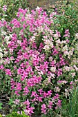 SALVIA VIRIDIS VAR COMATA, PINK(SINGLE COLOUR)